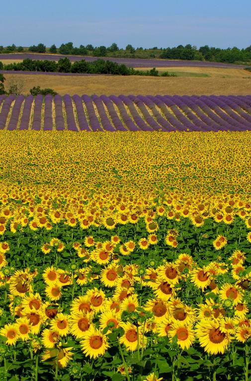 Les Terrasses De Valensole Bed & Breakfast Exterior foto