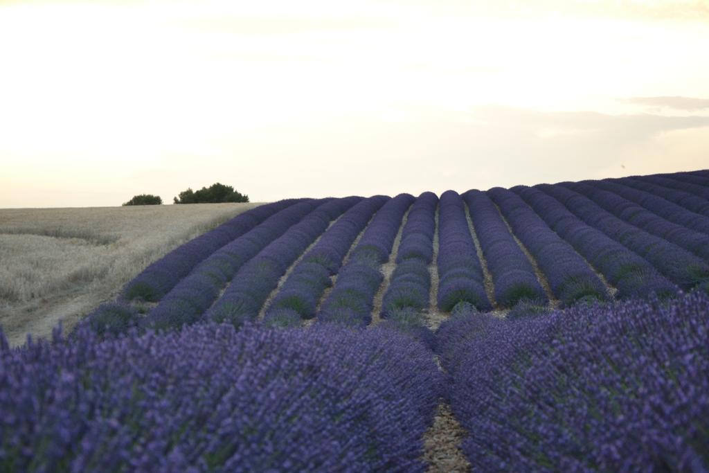 Les Terrasses De Valensole Bed & Breakfast Exterior foto