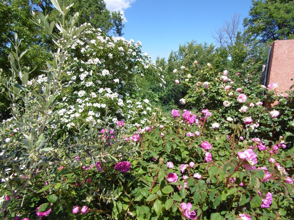 Les Terrasses De Valensole Bed & Breakfast Exterior foto
